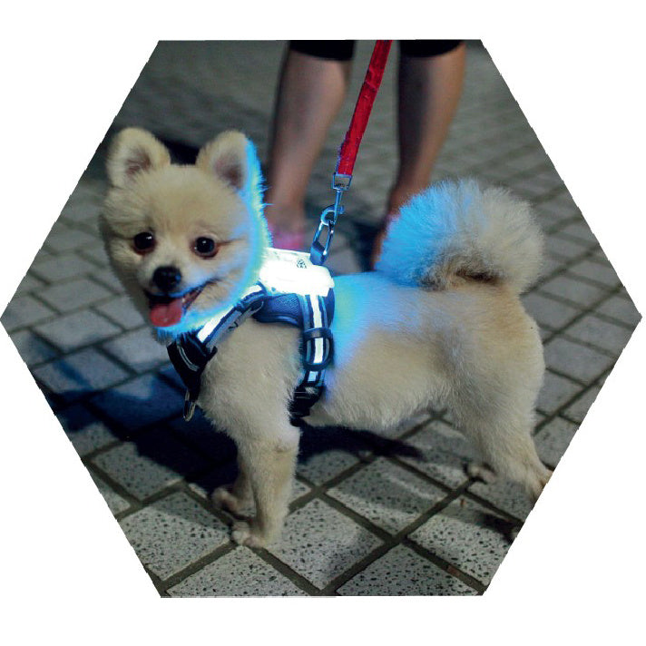 Must-Have Tech & Accessories for Pet Owners